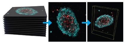 Cytation 9 spheroid 및 organoid 3D biology 이미지
